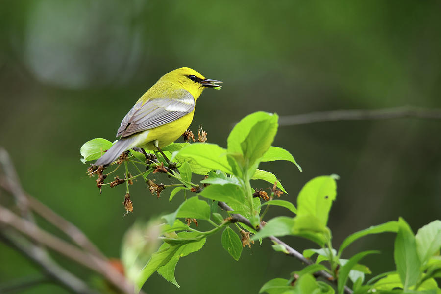 Blue Winged Warbler #8 Photograph by Brook Burling