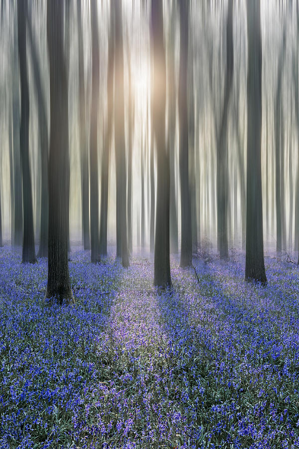 Bluebell Woods #8 Photograph by Graham Custance Photography