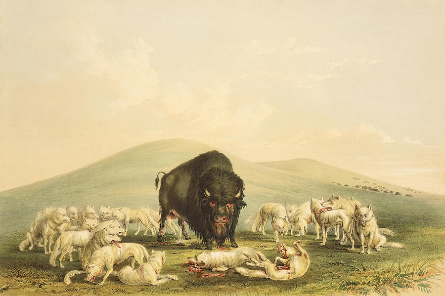 George Catlin Painting - Buffalo Hunt by George Catlin #1 by Mango Art