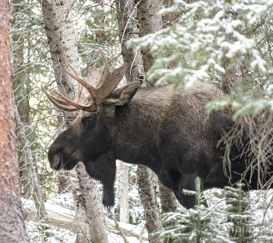 Bull Moose #8 Photograph by Patrick Nowotny