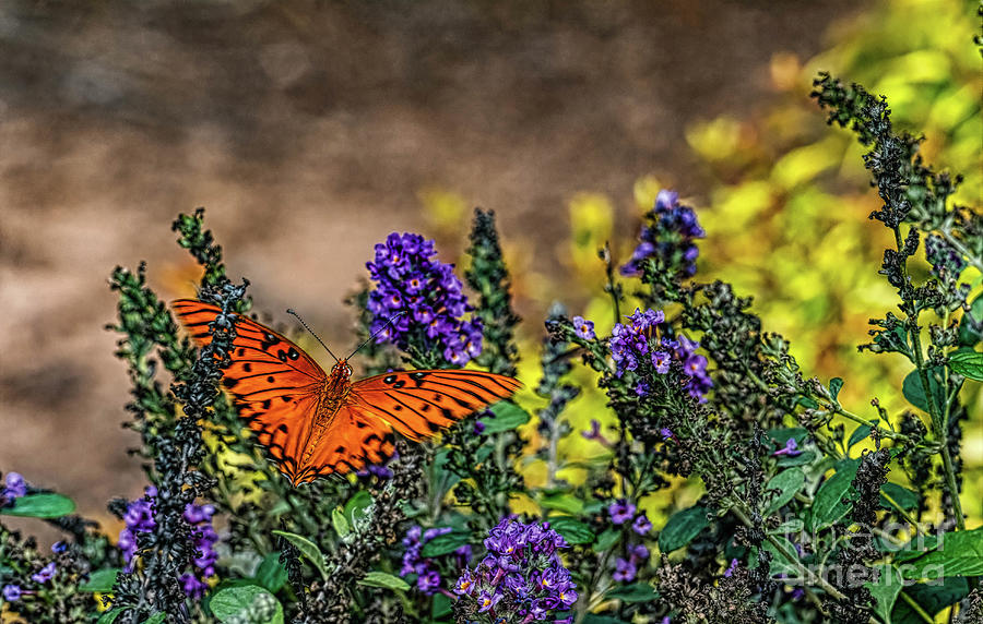Butterfly  #9 Digital Art by Elijah Knight