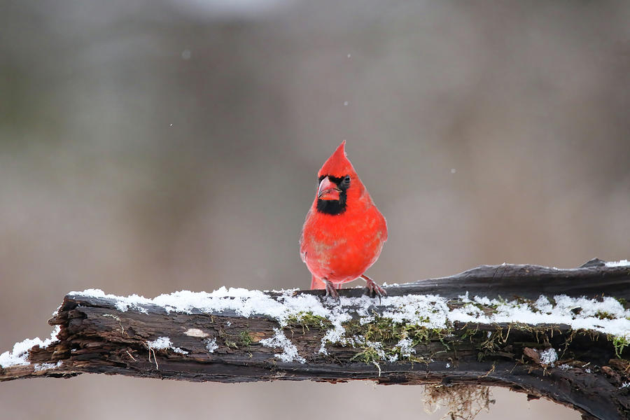 Cardinal #8 Photograph by Brook Burling