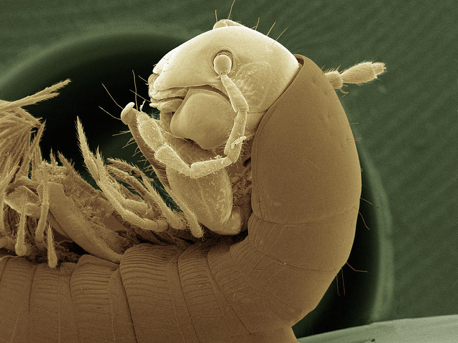 Coloured SEM of millipede #8 Photograph by Gregory S. Paulson