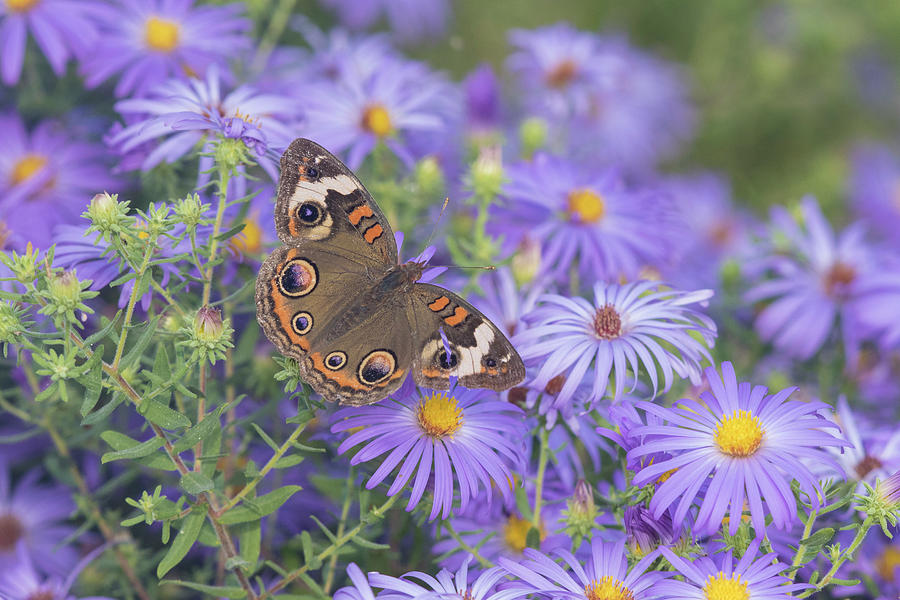 Common Buckeye Photograph by Daybreak Imagery - Fine Art America