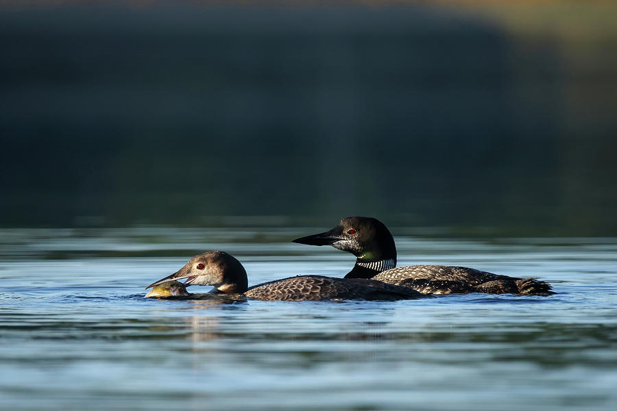 Common Loon #8 Photograph by Brook Burling