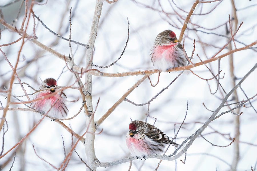 Common Red Poll #8 Photograph by Julieta Belmont
