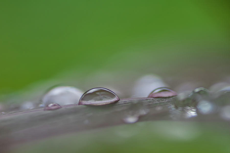 Costa Rica Photograph by David Simchock | Fine Art America