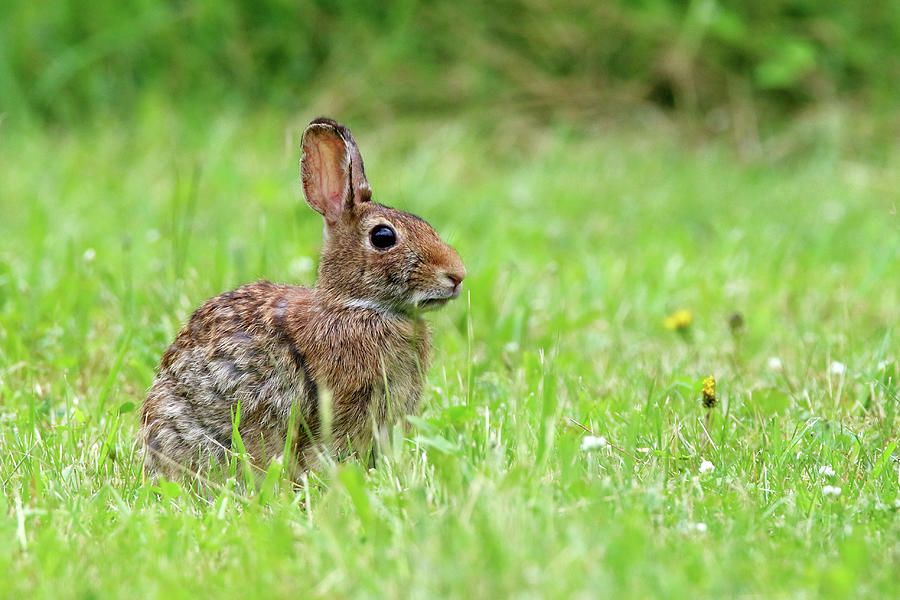 Cottontail Rabbit Stony Brook New York Photograph by Bob Savage - Fine ...