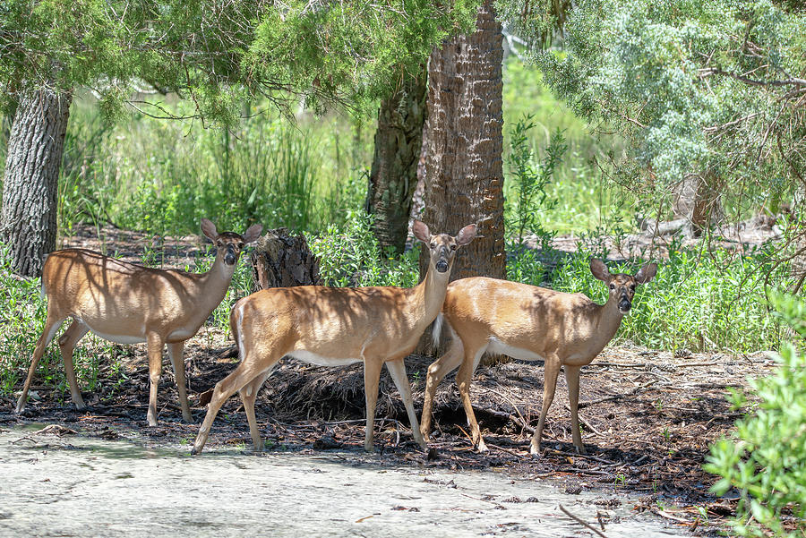 Doe White Tail Deer On Hunting Island State Park South Carolina #8 Photograph by Alex Grichenko