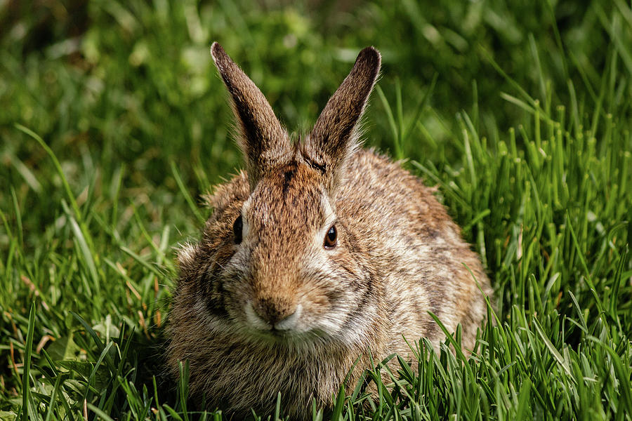 Eastern Cottontail rabbit #8 Photograph by SAURAVphoto Online Store