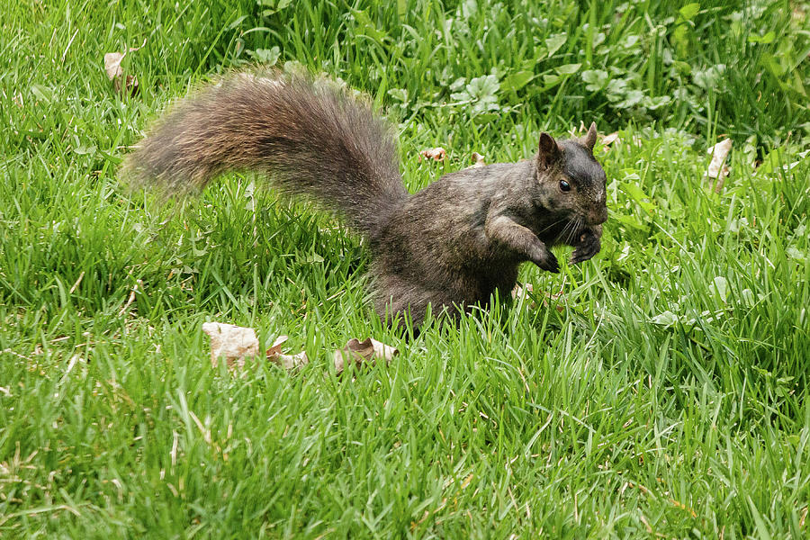 Eastern gray squirrel #8 Photograph by SAURAVphoto Online Store