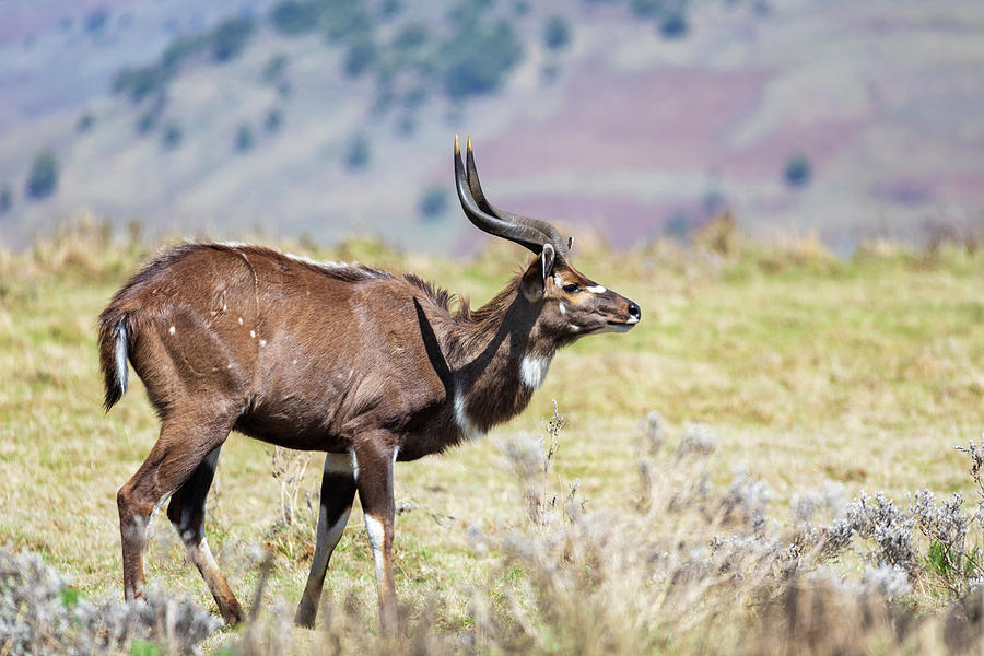 endemic Mountain Nyala in ale mountains Ethiopia Photograph by Artush ...