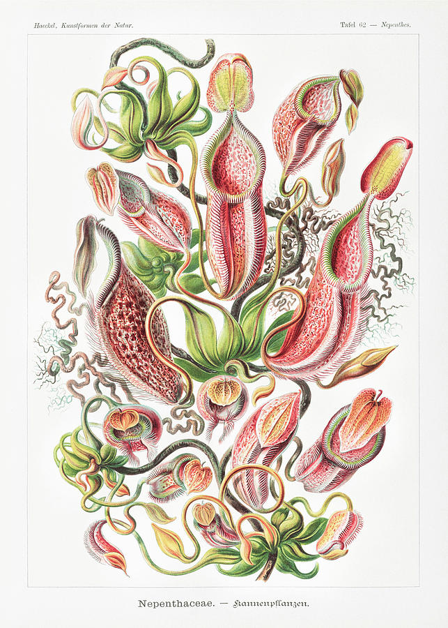 Ernst Haeckel Illustrations #8 Mixed Media by World Art Collective