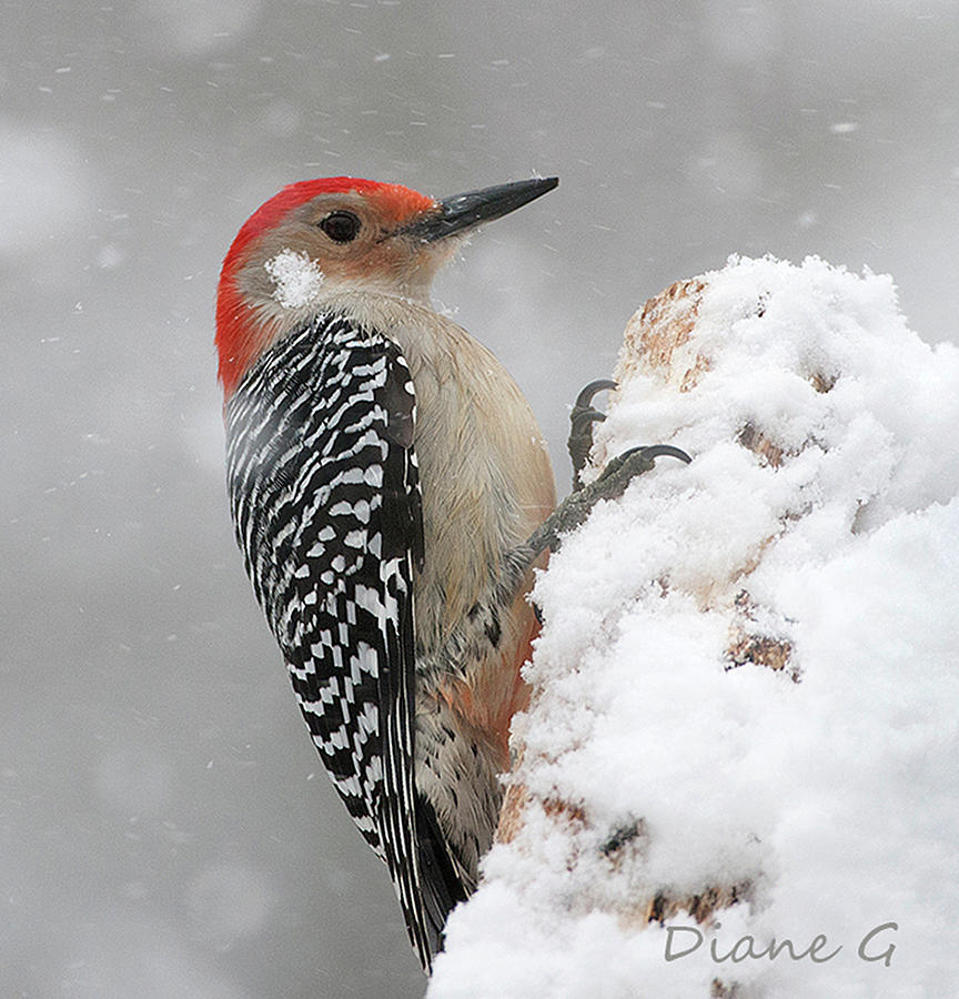 Female Red-bellied Woodpecker #8 Photograph by Diane Giurco