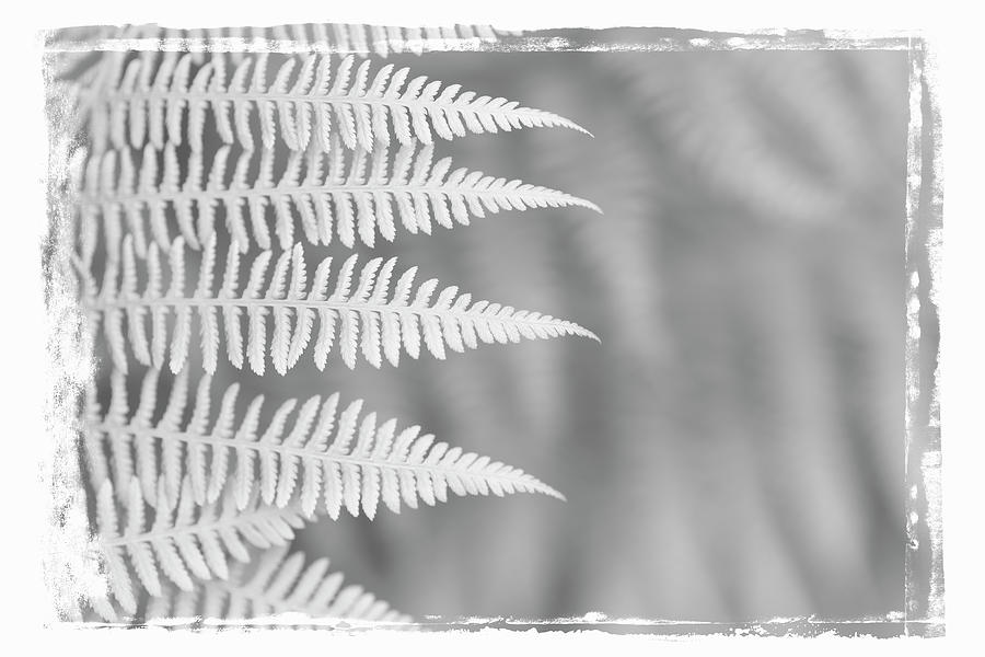 Ferns #8 Photograph by Alan Copson