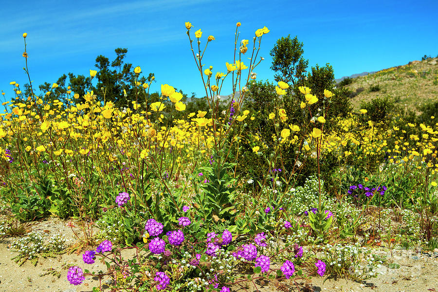Fields of Beautiful Desert Wildflowers, Coachella Valley Preserve, Palm