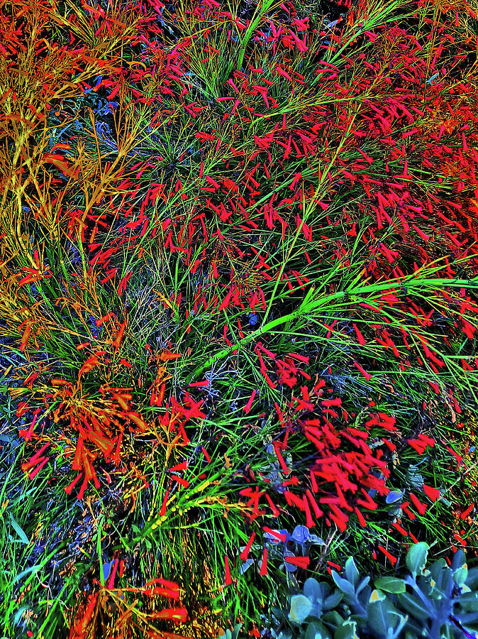 Flower Carpet. Digital Art