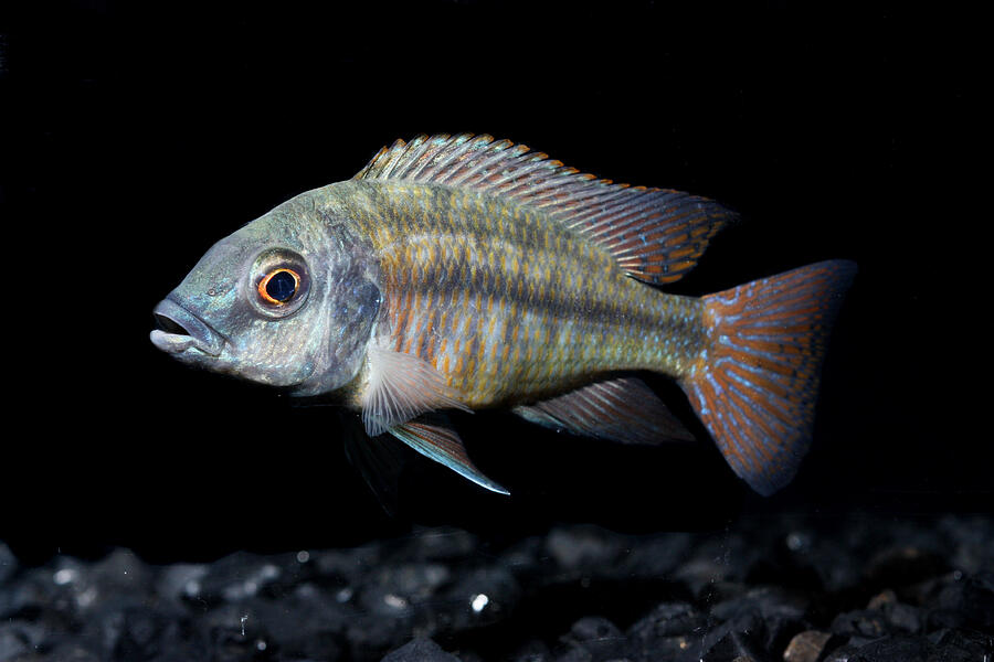 Freshwater Aquarium Fish #8 Photograph by Jeby69