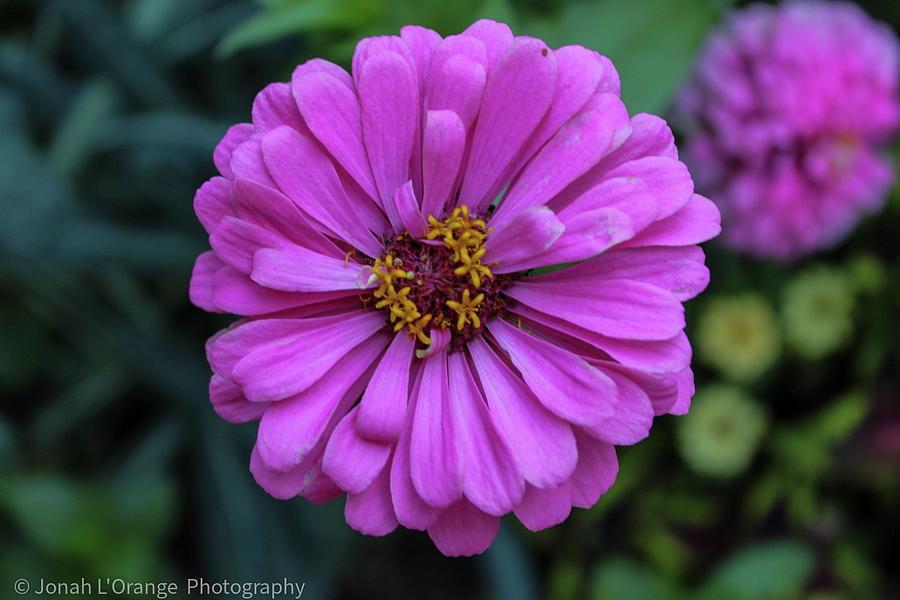 Front Range Flowers 8 Photograph by Jonah Lorange Fine Art America