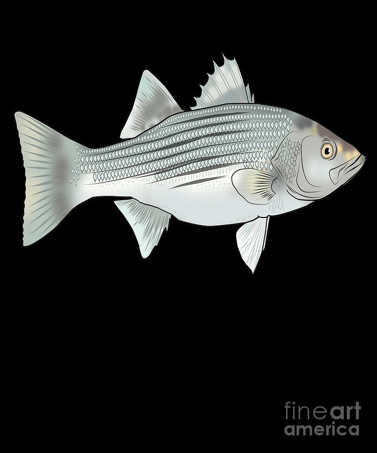 Funny White Bass Fishing Freshwater Fish Gift #8 by Lukas Davis