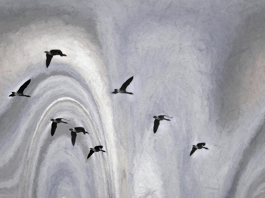 8 Geese in a Borealis Flyway Photograph by Wayne King