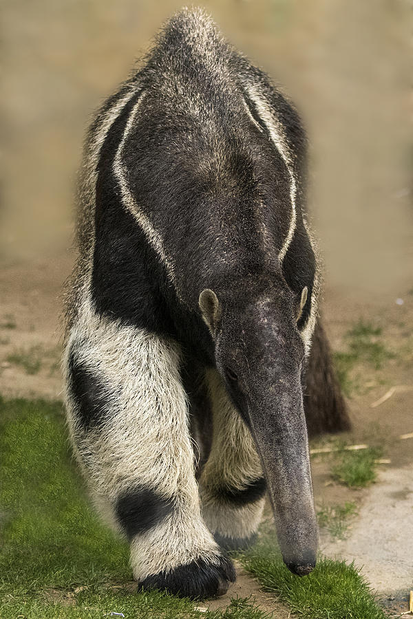 Giant Anteater #8 Photograph by Mark Newman