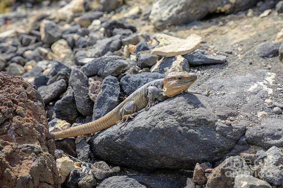 Gran Canaria giant lizard #8 Digital Art by Benny Marty
