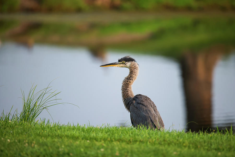 Great Blue Heron #8 Photograph by Brook Burling