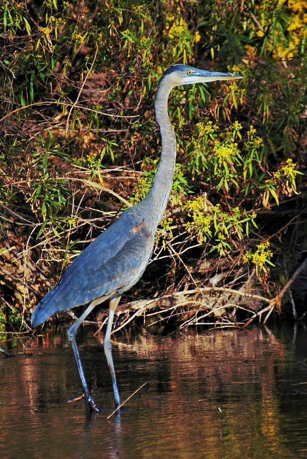 Great Blue Heron Photograph by Dennis Boyd - Fine Art America