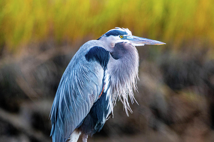 Great Blue Heron Photograph by William E Rogers - Fine Art America