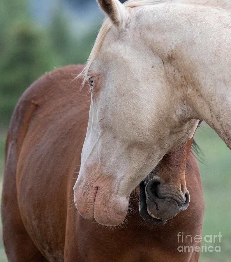 Heber Wild Horses #8 Digital Art by Tammy Keyes