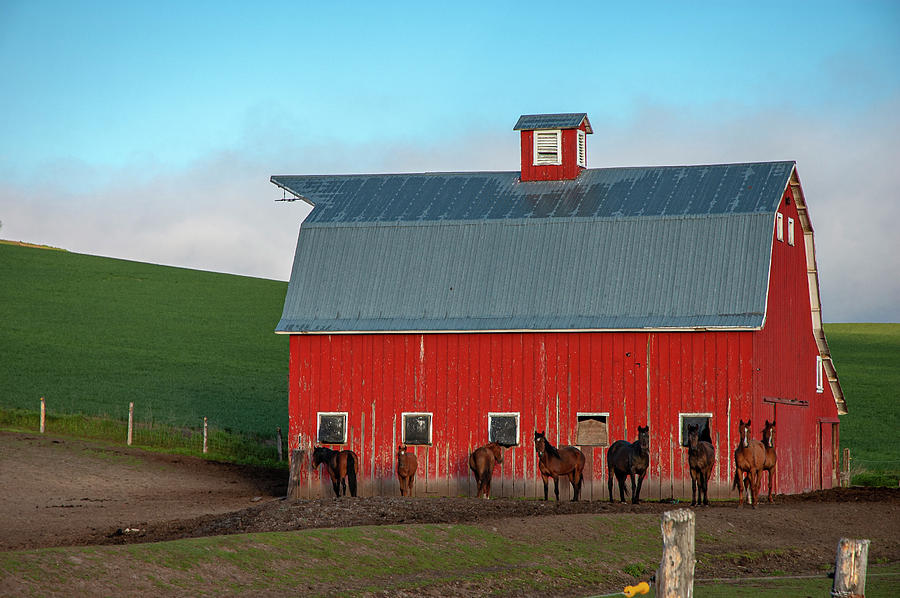 8 Horses and a Red Barn Photograph by Mary Lee Dereske