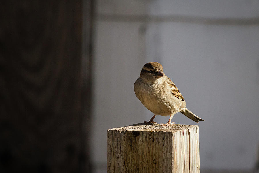 House Sparrow on a fence post #8 Photograph by SAURAVphoto Online Store