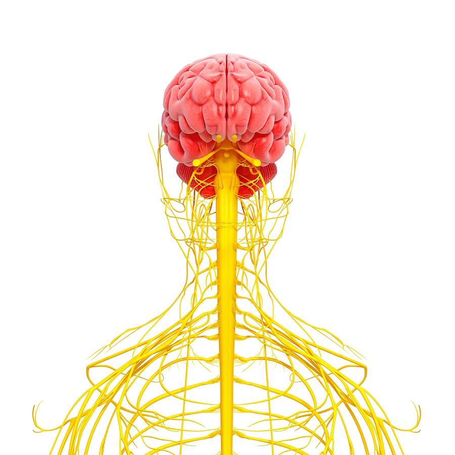 Human nervous system, computer artwork. #8 Photograph by Shubhangi Ganeshrao Kene