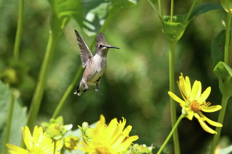 Hummingbird #8 Photograph by Brook Burling