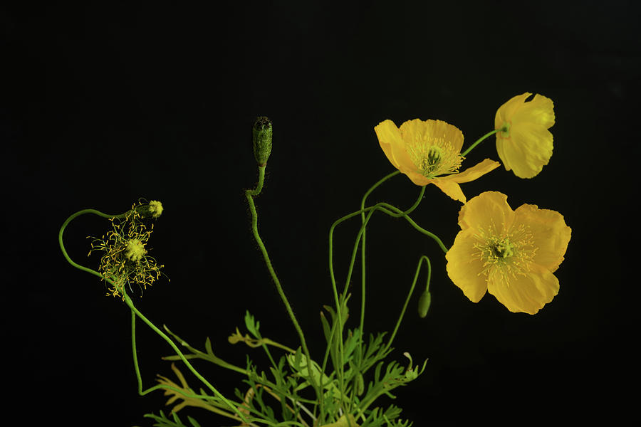 Iceland Poppy Papaver Nudicaule Champagne Bubbles Photograph By