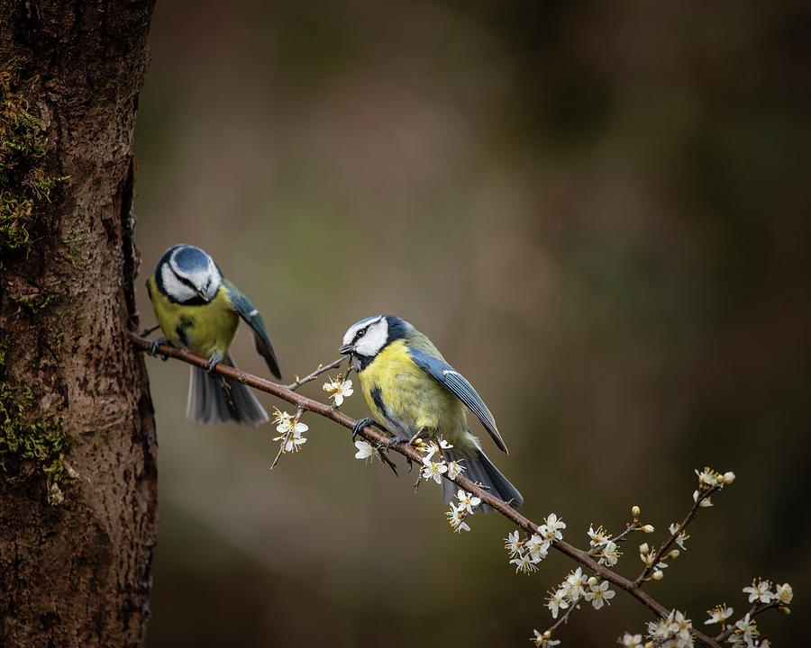 birdling blue tit