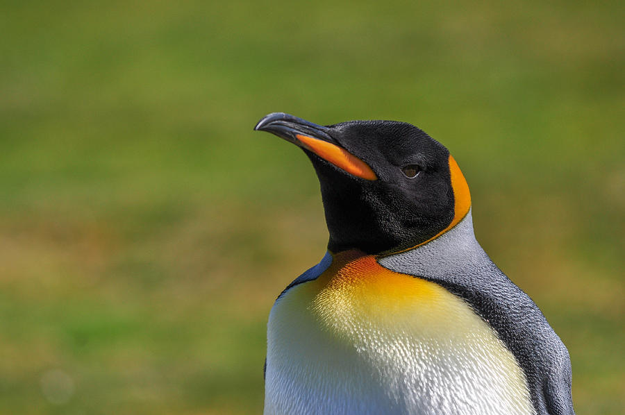King Penguin, Volunteer Point, East Falkland, Falkland Islands. #8 Photograph by Paul Grace Photography Somersham