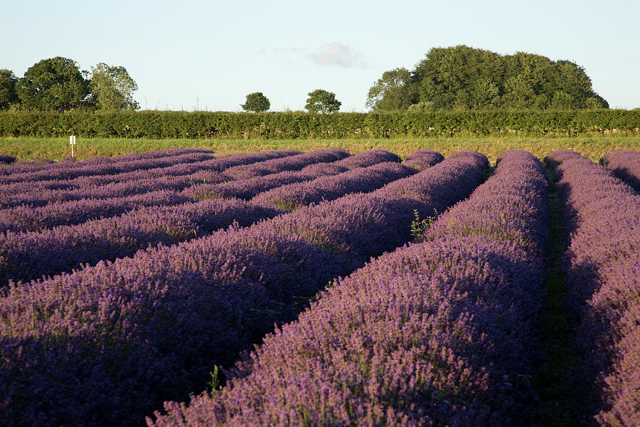 Lavender fields #8 Photograph by Ian Middleton