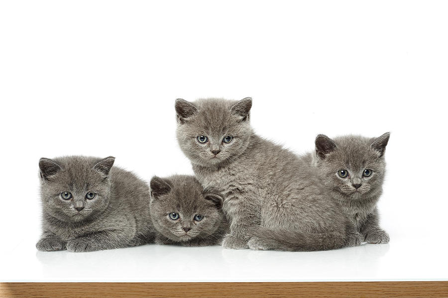 Little British Short Hair Blue Kittens Photograph By Catalin Eremia