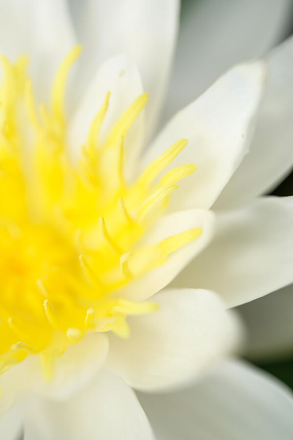 Lotus Flower New Species Blooming #8 Photograph by Xvision