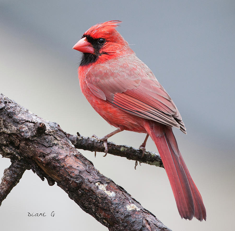 Male Cardinal #8 Photograph by Diane Giurco