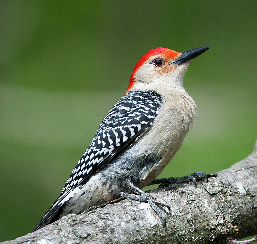 Male Red-bellied Woodpecker #8 Photograph by Diane Giurco