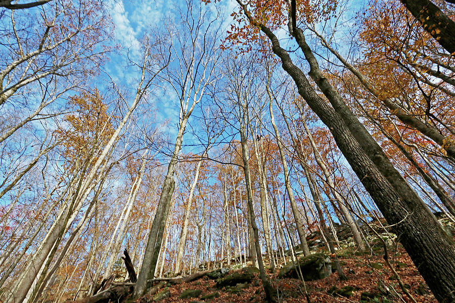 Mammoth Cave National Park Photograph