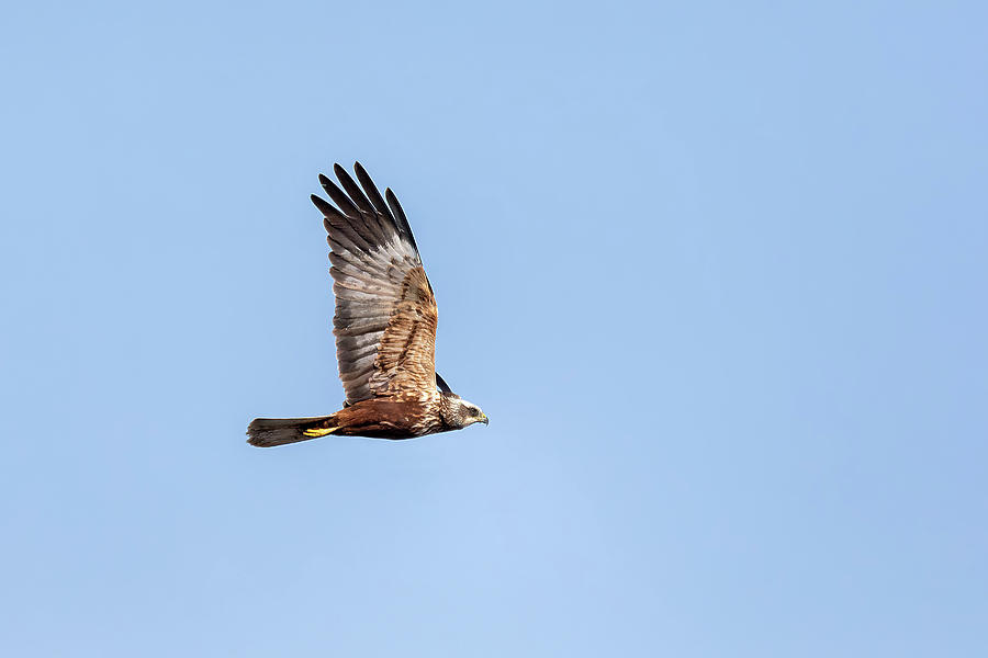 Marsh Harrier, Birds Of Prey, Europe Wildlife Photograph By Artush Foto 