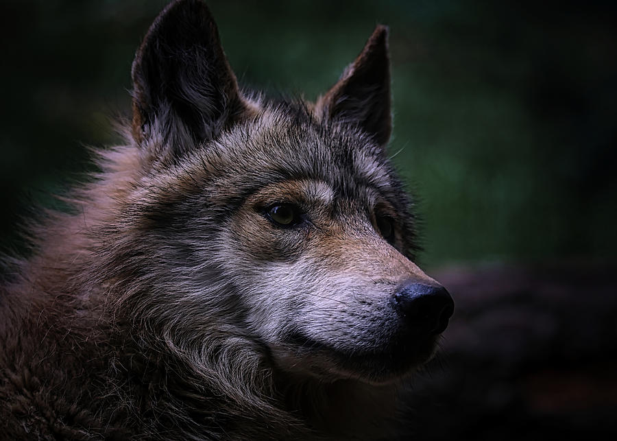 Mexican Grey Wolf Photograph