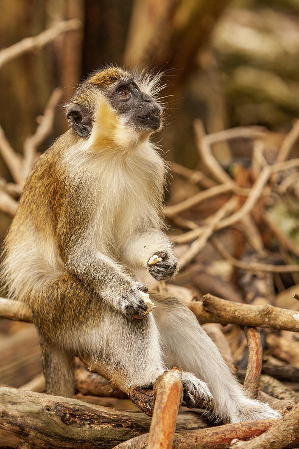 Monkey Feeding Tour What's On In Barbados 2019-09-02 To, 57% OFF