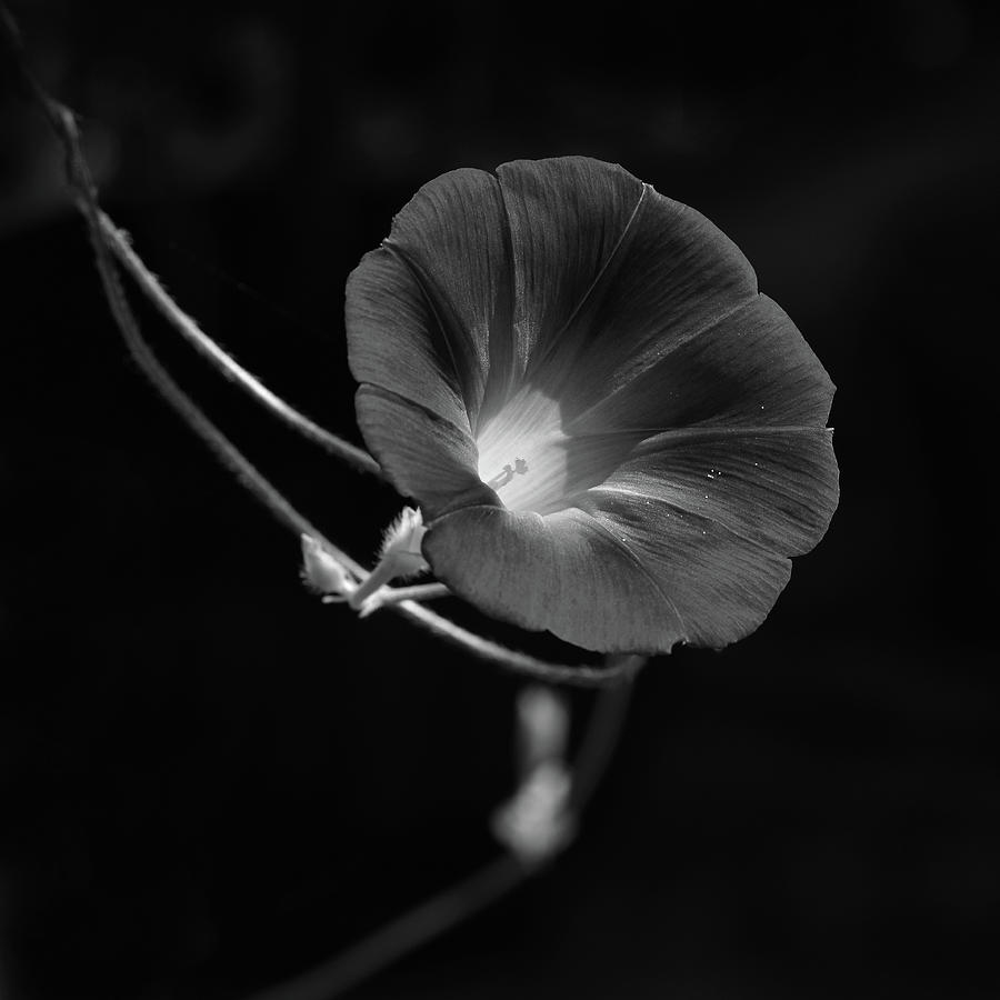 Morning Glory Photograph By Yue Wang Fine Art America