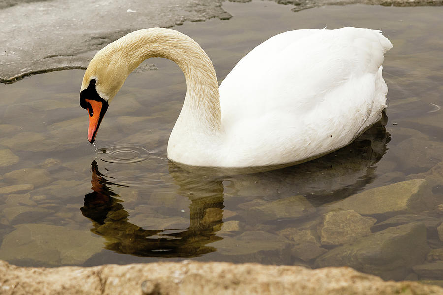 Mute swan #8 Photograph by SAURAVphoto Online Store