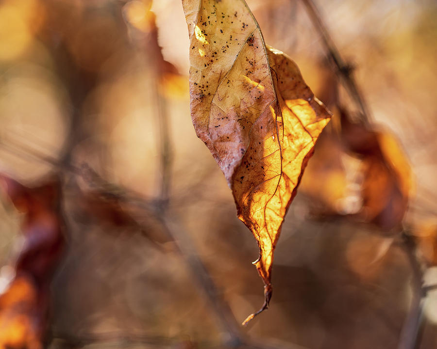 Nature Photography - Fall Leaves #8 Photograph by Amelia Pearn